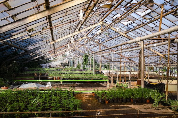 Plantas jóvenes que crecen en un vivero de plantas muy grande en Francia