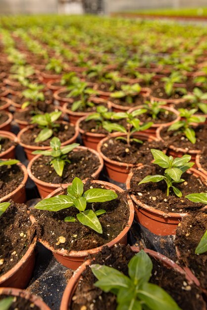 Foto plantas jóvenes que crecen en vivero de plantas