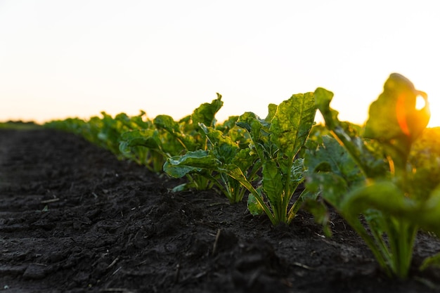 Plantas jóvenes de remolacha azucarera Campo de remolacha azucarera con sol al atardecer Campo de remolacha azucarera en etapa temprana Cultivos agrícolas en campo abierto