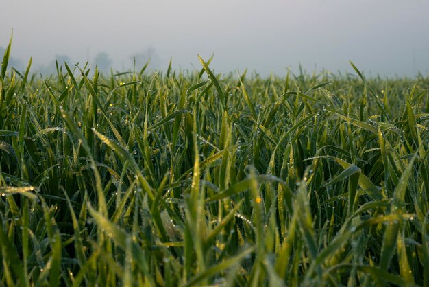 Las plantas jóvenes de trigo crecen en el suelo. Increíblemente hermosos campos interminables de la planta de trigo verde.