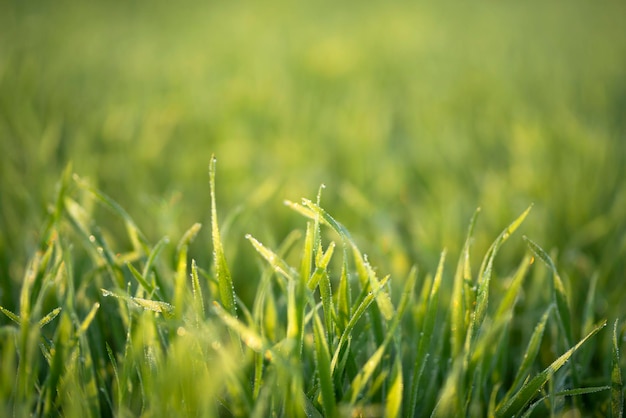 Las plantas jóvenes de trigo crecen en el suelo. Increíblemente hermosos campos interminables de la planta de trigo verde.