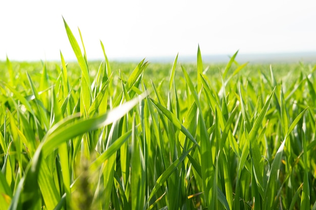 Plantas jóvenes de trigo que crecen en el suelo Increíblemente hermosos campos interminables de hierba de trigo verde van lejos hasta el horizonte