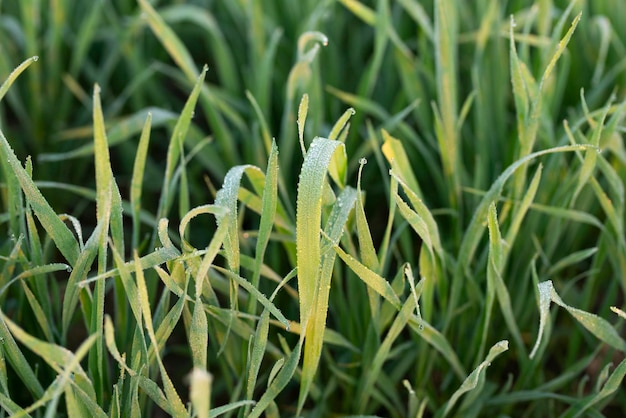 Plantas jóvenes de trigo que crecen en el suelo Increíblemente hermosos interminables campos de trigo.