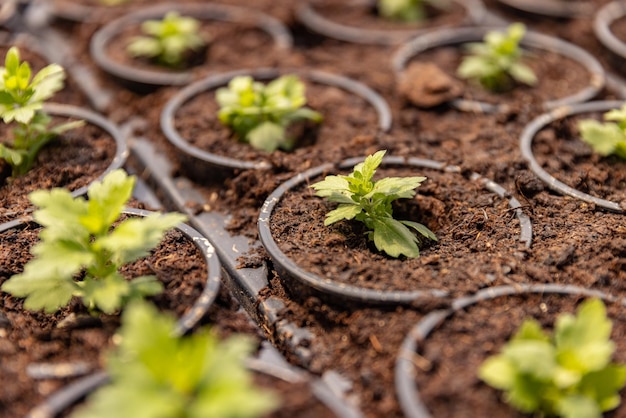 Plantas jovens crescendo em berçário