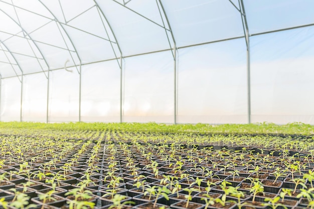 Plantas jovens crescendo em uma estufa