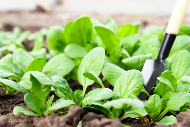 Plantas jovens de espinafre ao ar livre com ferramenta de cultivo Cultivo de verduras orgânicas e saudáveis