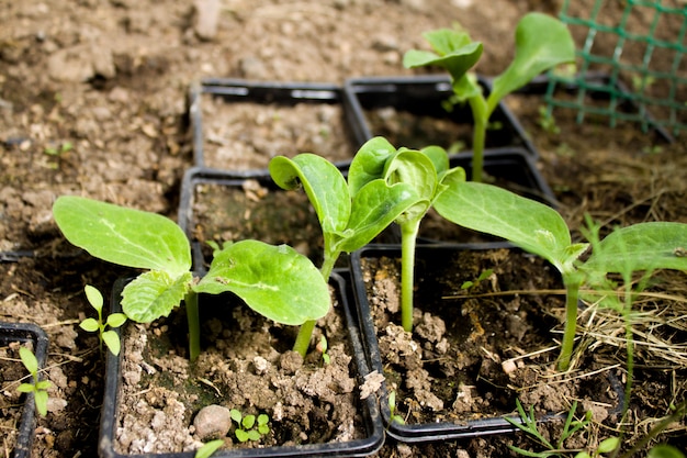 Plantas jovens de folhas de abobrinha na estufa