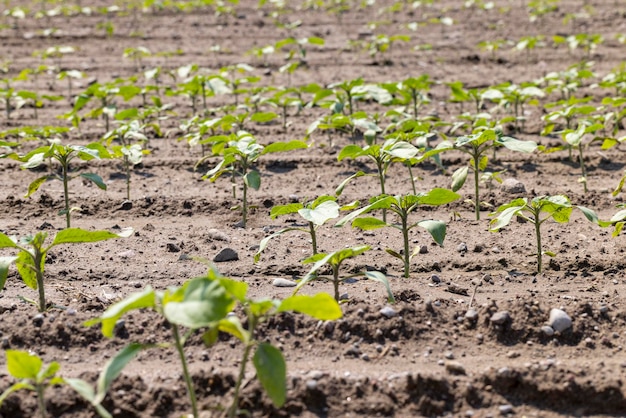 Plantas jovens de girassol no campo