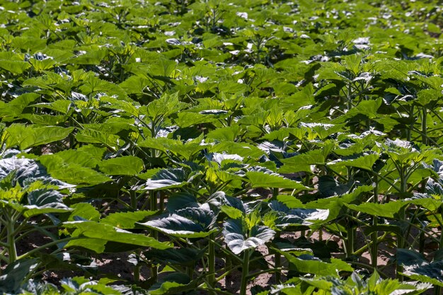 Plantas jovens de girassol no campo