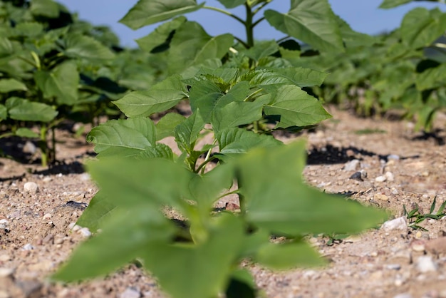 Plantas jovens de girassol no campo