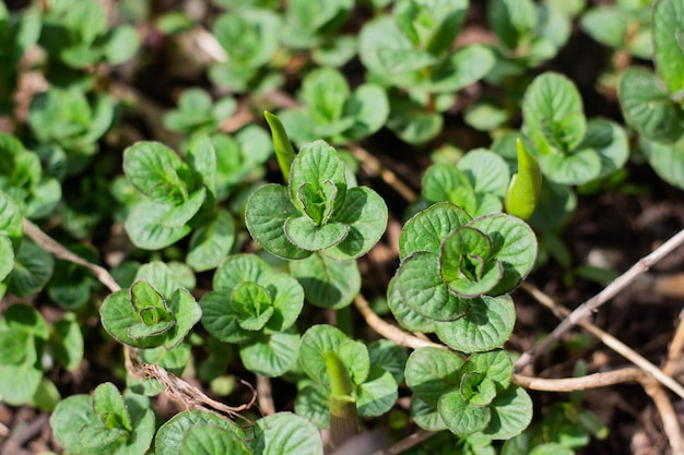 Plantas jovens de hortelã crescem no jardim