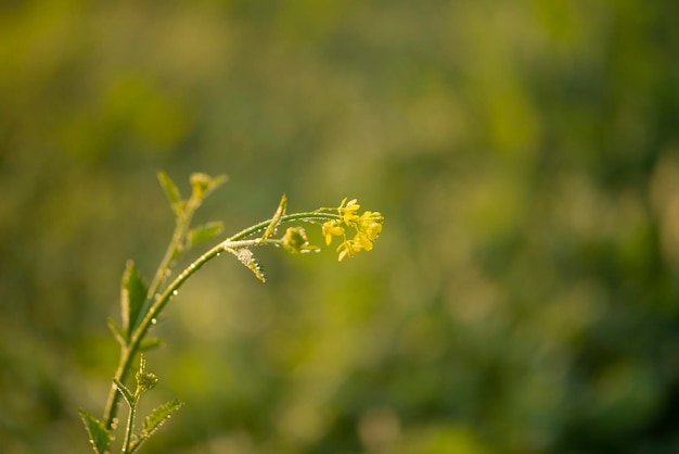 Plantas jovens de mostarda estão crescendo no campo