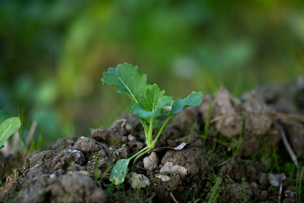 Plantas jovens de mostarda estão crescendo no campo