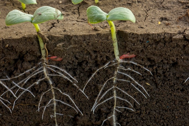 Plantas jovens de pepino com raízes