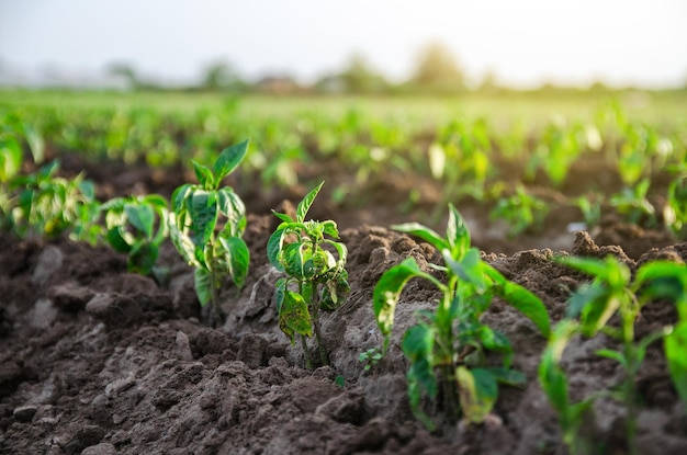 Plantas jovens de pimenta doce recém-plantadas num campo agrícola Cultivo de vegetais ao ar livre em terreno aberto Agricultura Agrícola Paisagem Agroindústria Cuidado e cultivo de plantas