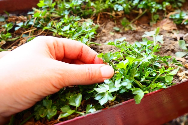 Plantas jovens de salsa e aipo cuidadosamente plantadas pelas mãos das mulheres Trabalho agrícola da primavera no jardim casa de campo ou fazenda Trabalho manual Alimentos orgânicos Plantas que tocam as mãos