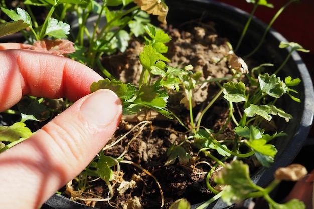 Plantas jovens de salsa e aipo cuidadosamente plantadas pelas mãos das mulheres Trabalho agrícola da primavera no jardim casa de campo ou fazenda Trabalho manual Alimentos orgânicos Plantas que tocam as mãos