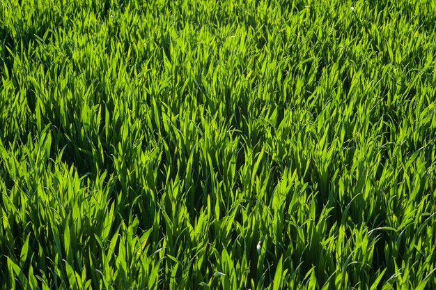 Plantas jovens de trigo crescendo em campos de grama verde de trigo com luz solar