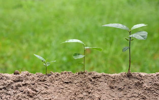 Plantas jovens está crescendo no passo sobre fundo verde da natureza.