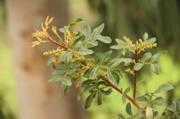 Foto plantas jovens verdes que crescem em um tronco de árvore lenhosa em um fundo de vegetação desfocada