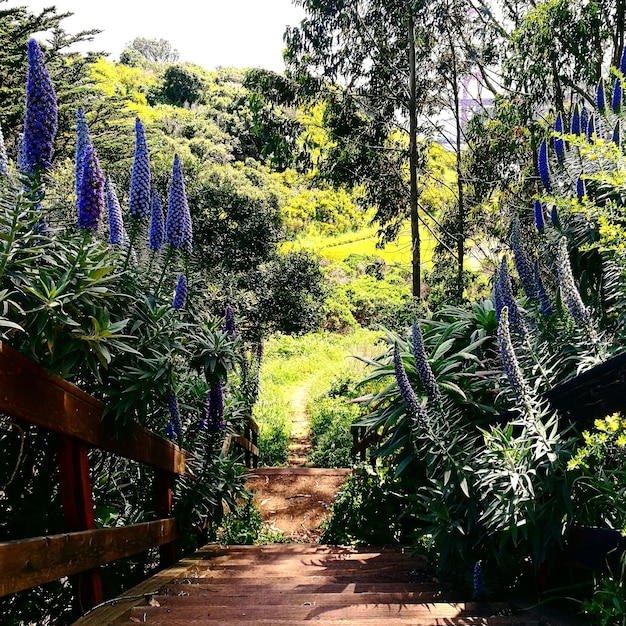 Foto plantas junto a árvores contra o céu