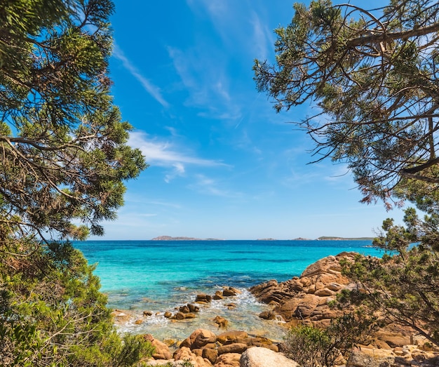 Plantas junto al mar en la playa de Capriccioli Cerdeña