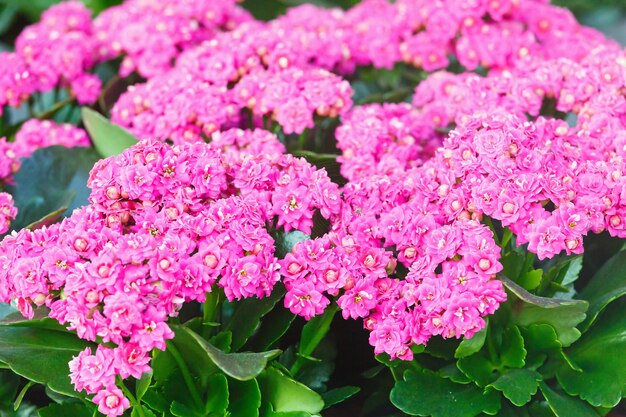 Plantas Kalanchoe com flores rosa closeup