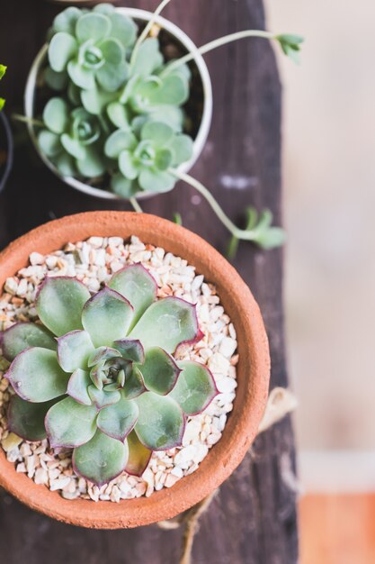 Plantas de Kalanchoe en la mesa de madera