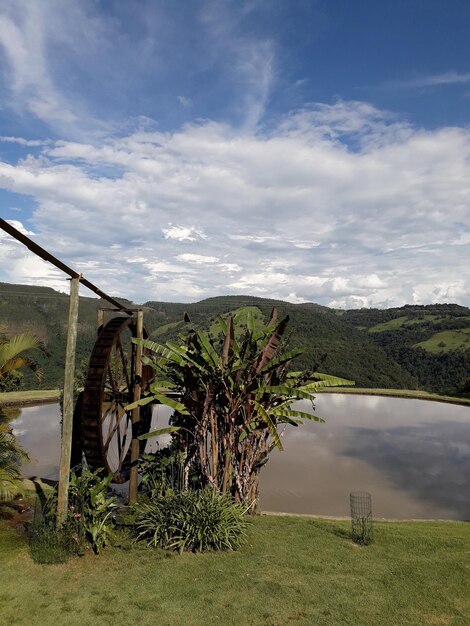 Plantas por el lago contra el cielo