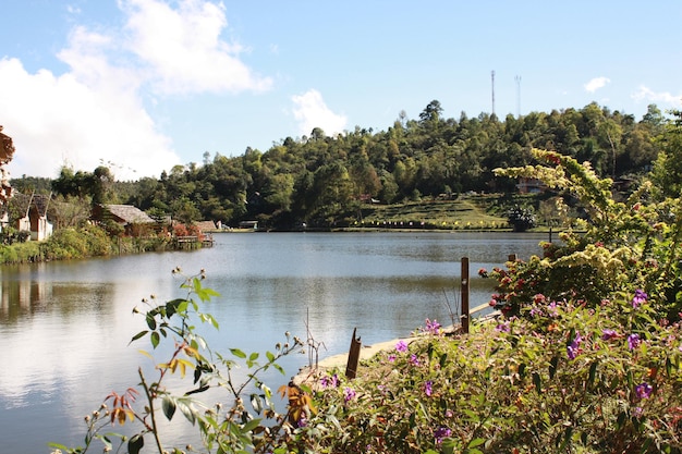 Foto plantas por el lago contra el cielo