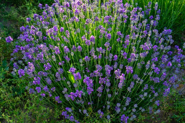 Plantas de lavanda en el jardín.