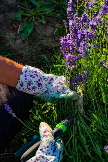 Plantas de lavanda en el jardín.