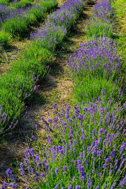 Plantas de lavanda en el jardín.