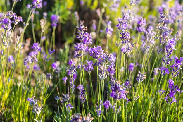 Plantas de lavanda que crecen en un campo