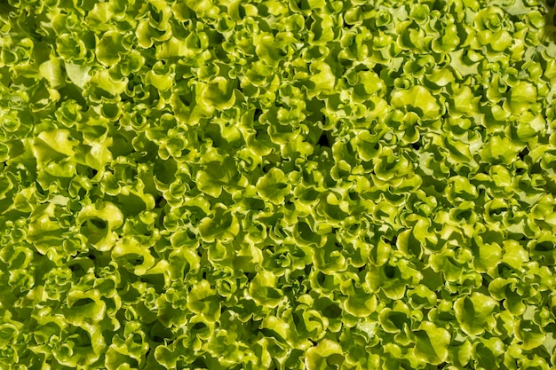 plantas de lechuga verde