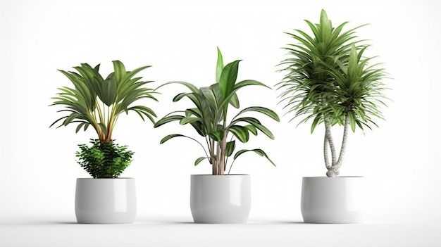 Plantas en maceta aislado sobre un fondo blanco.