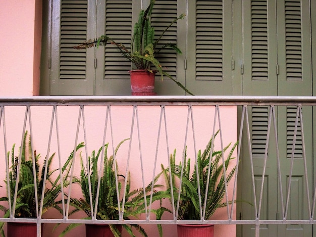 Foto plantas en maceta en el balcón de la casa