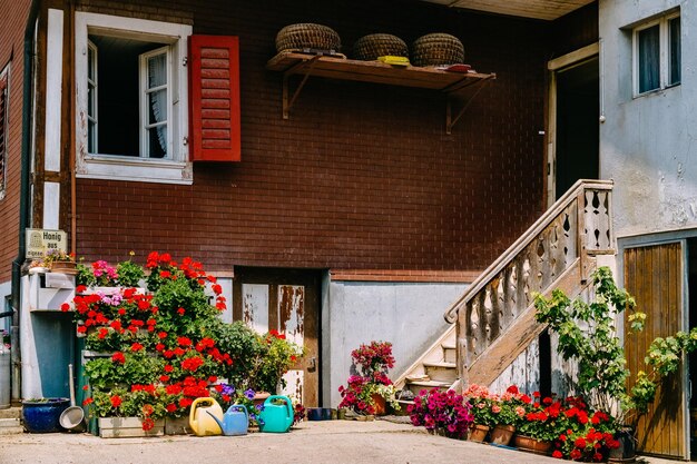 Plantas en maceta en la casa