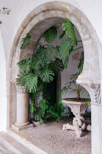 Plantas en maceta contra la construcción