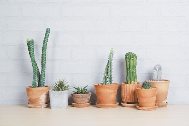 Foto plantas en maceta contra la pared