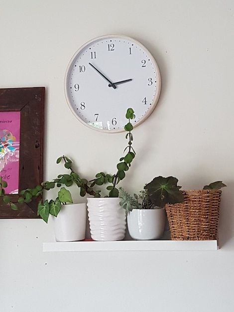 Foto plantas en maceta en el estante en el hogar