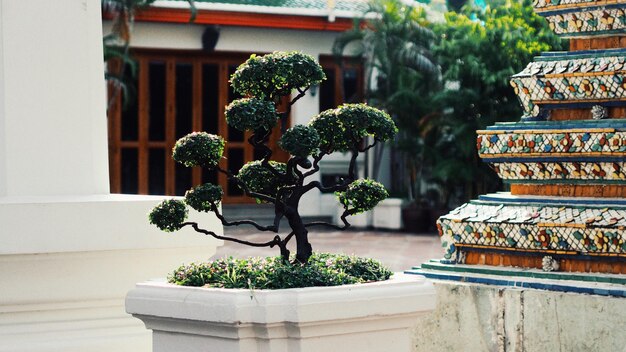 Foto plantas en maceta en el exterior de los edificios