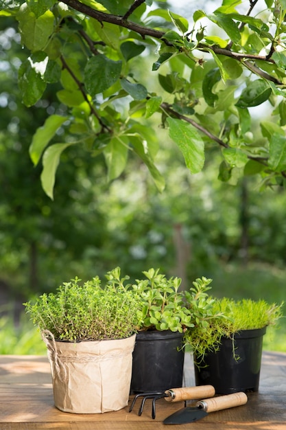 Plantas en maceta y herramientas de jardín en la mesa de madera árboles verdes concepto de jardinería de fondo