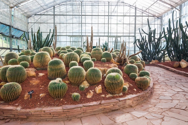 Foto plantas en maceta en invernadero