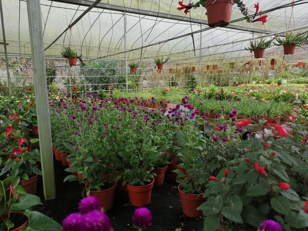 Foto plantas en maceta en invernadero