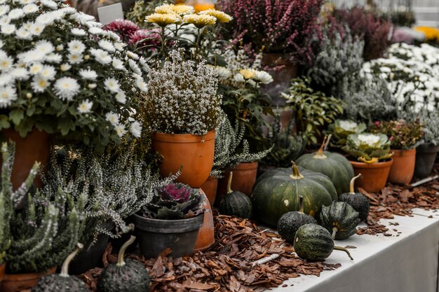 Plantas en maceta en el jardín