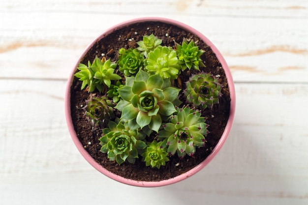 Plantas en maceta en madera blanca