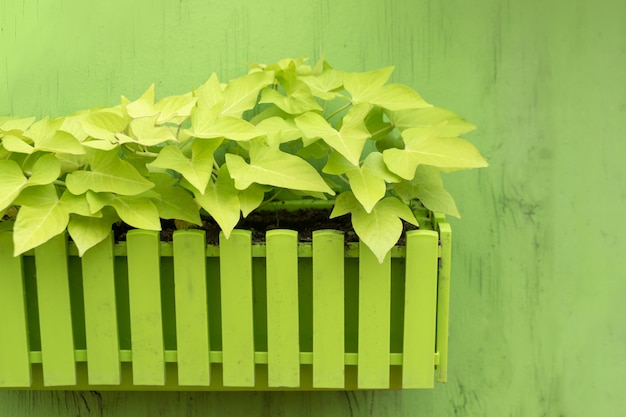 Plantas en maceta de madera sobre fondo verde