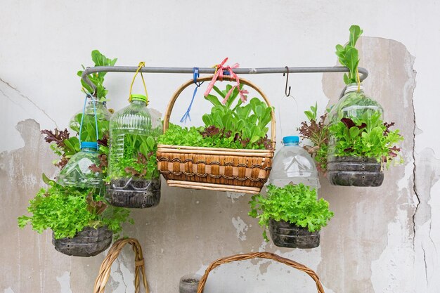 Foto plantas en maceta en la mesa contra la pared