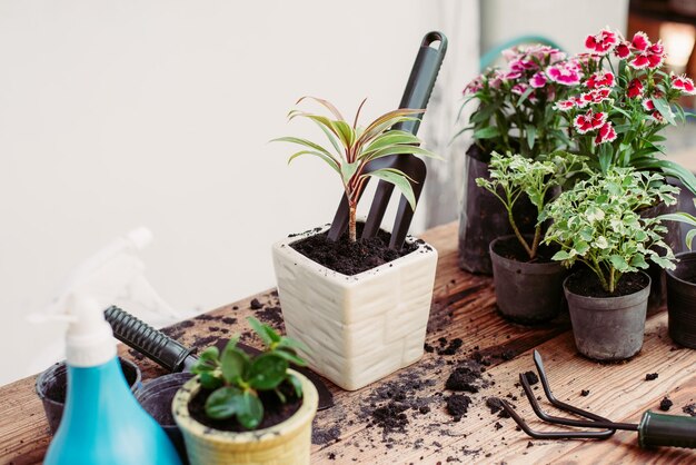 Foto plantas en maceta en la mesa